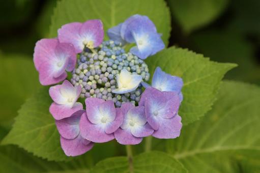 紫陽花 紫陽花の写真