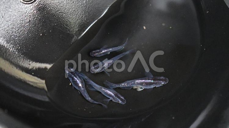 むらさきのメダカ メダカ,めだか,高級メダカの写真素材