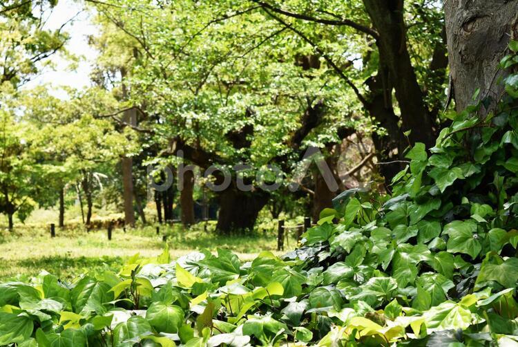 森林浴２ 新緑,しんりょく,3月の写真素材