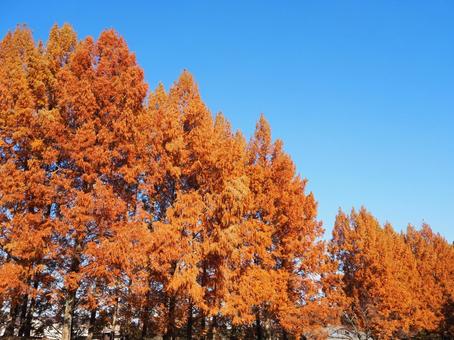 秋の子どもの森公園・メタセコイア・飯能市 秋,メタセコイア,あけぼの子どもの森公園の写真素材