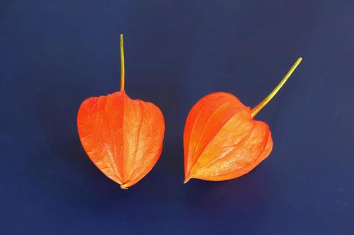 ホオズキの実 ホオズキの実 植物,ほおずき,鬼灯の写真素材