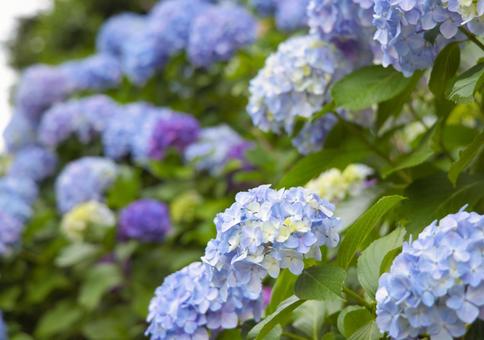 あじさい⑨ あじさい⑨ あじさい,梅雨,雨の写真素材