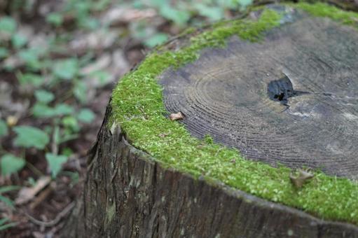 切り株の苔 切り株の苔 切り株,苔,森の写真素材