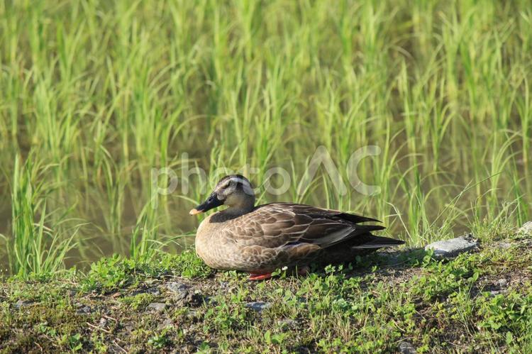 鴨 鴨,田んぼ,野鳥の写真素材