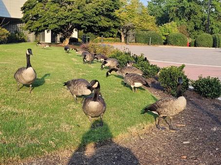 カモの群れ カモの群れ 鴨,カモ,野生の写真素材
