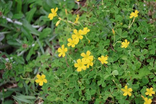 緑の葉と黄色の花びらのカタバミの花 緑の葉と黄色の花びらのカタバミの花の写真