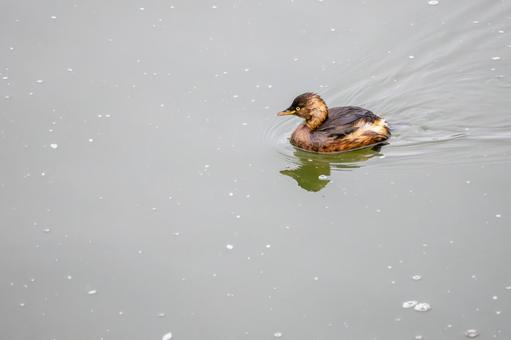 カイツブリ⒆の写真