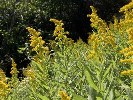 Photo, outdoors, flower, court, 