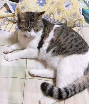 ねこ ねこの写真