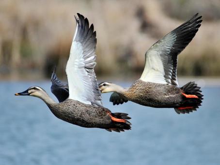 カルガモ二羽の飛行 カルガモ二羽の飛行 カルガモ,鴨,カモの写真素材