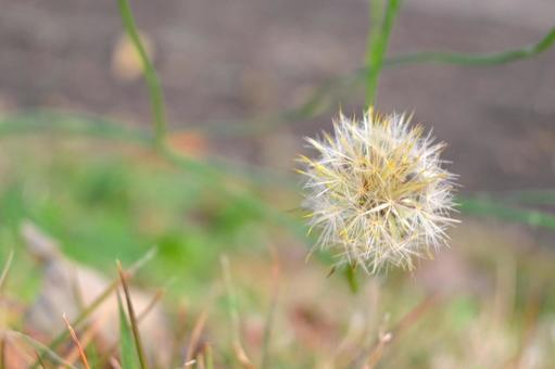 たんぽぽの綿毛 たんぽぽ,綿毛,草の写真素材