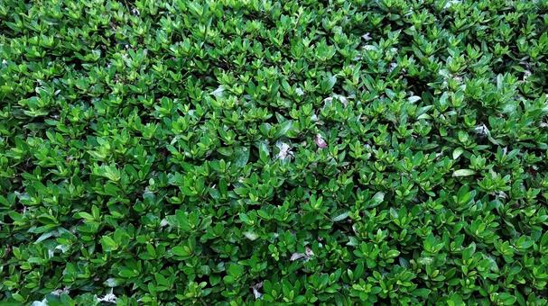 緑全開の草木 緑全開の草木の写真