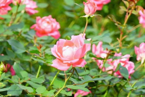 バラ バラ,花,ピンクの写真素材