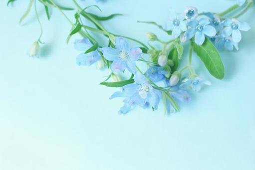 青い花の背景 青い花の背景の写真