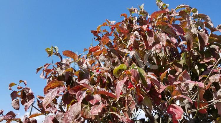 花水木の実色付く　【03】 花水木,実,色付くの写真素材