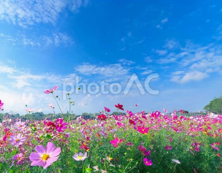 コスモス畑と秋の空15 秋,空,コスモスの写真素材