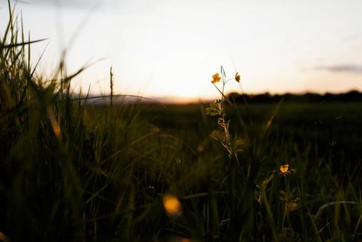 Photo, grass dyed in sunset, weed, grass, 