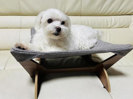 ペット用ハンモックベッド ペット用ハンモックベッド 犬,ペットベッド,ハンモックベッドの写真素材