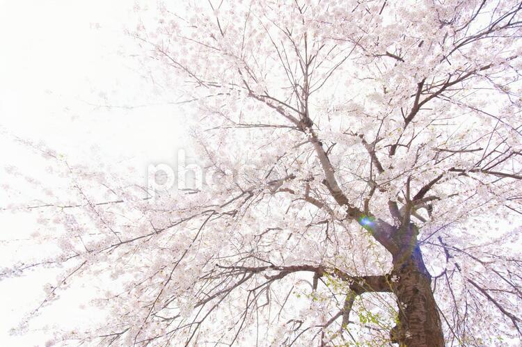 まぶしく光るさくら さくら,桜,櫻の写真素材