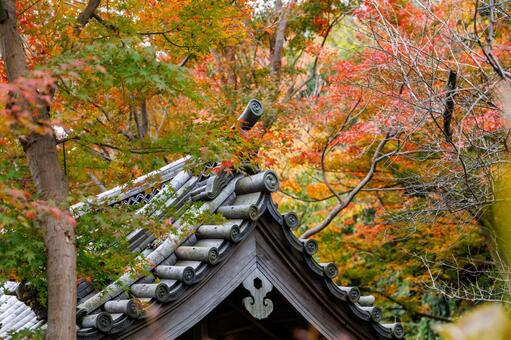 紅葉 銀杏,いちょう,黄色の写真素材