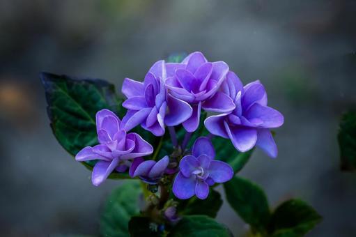 紫陽花2025-1 紫陽花2025-1の写真