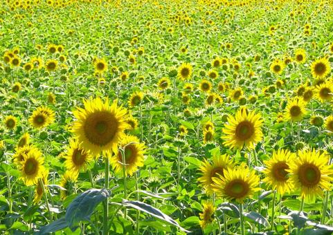 ひまわり 201208 05 ひまわり 201208 05の写真