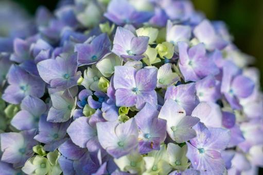 紫色の紫陽花 紫色の紫陽花の写真