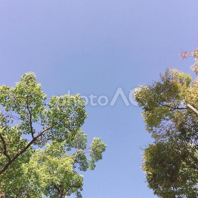 青い空(秋 10月に撮影) 風景,空,青空の写真素材