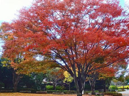 Autumn leaves at Umami Hill Park (Kitakatsuragi District, Nara Prefecture), JPG