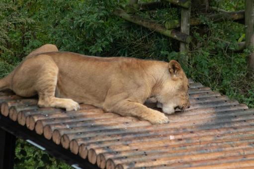 ライオンの食事風景 ライオンの食事風景 ライオン,多摩動物園,動物園の写真素材