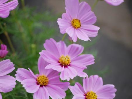 コスモス コスモス,花,flowerの写真素材