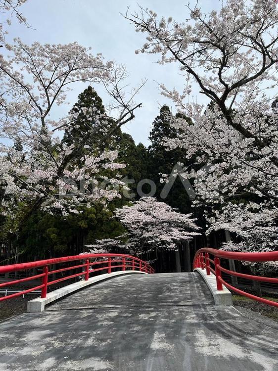 紅橋を渡る春の記憶 cherry,blossoms,春の写真素材