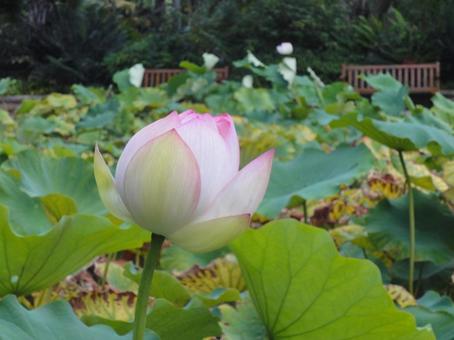 蓮の花 蓮の花の写真