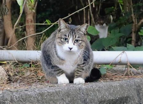 観察中 猫,動物,風景の写真素材