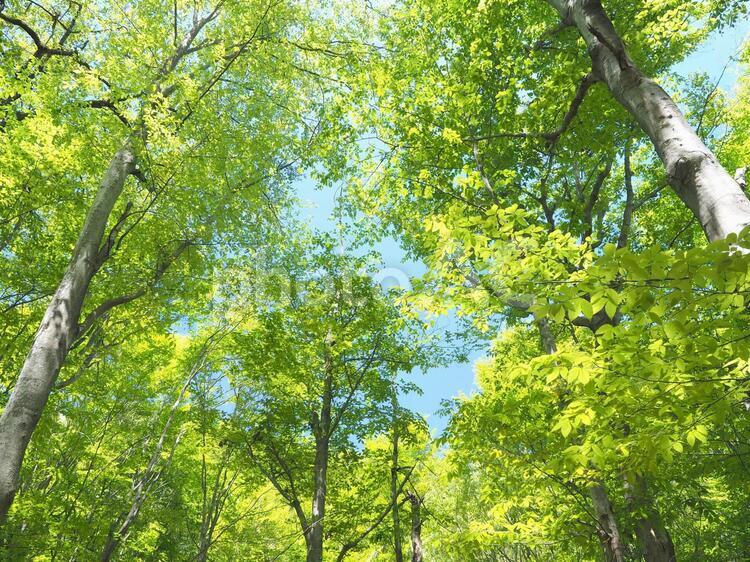 ブナの混じる新緑の森 新緑,雑木林,ブナの写真素材