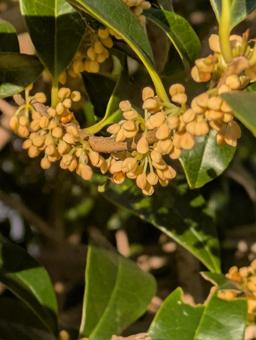 金木犀25111 金木犀,蕾,秋の写真素材