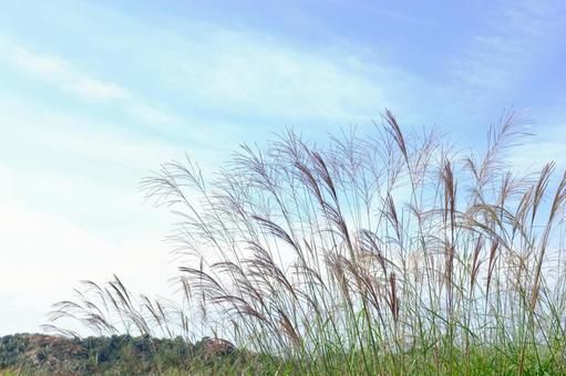 ススキ すすき,秋空,青空の写真素材