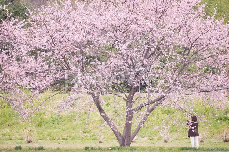 満開の桜の下にたたずむ女性 桜の花,桜,さくらの写真素材