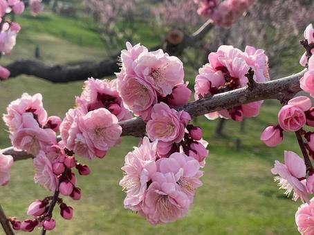 Pink plum branch, JPG Pink plum branch, JPG