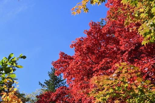 長野県の蓼科湖畔の紅葉と青空の風景の写真