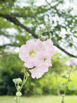 タチアオイ 花 タチアオイ 花 タチアオイの花,立葵,多年草の写真素材