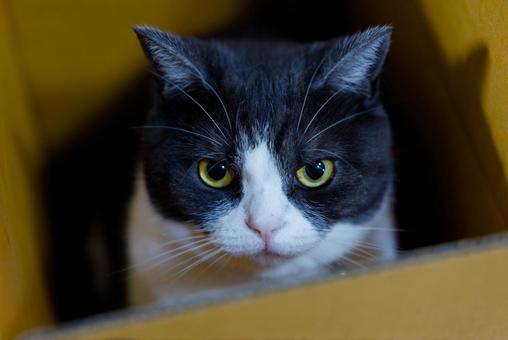 箱の中の猫 箱の中の猫の写真