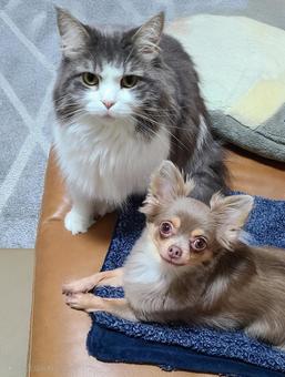 メインクーンとロングコートチワワ メインクーンとロングコートチワワ ねこ,チワワ,犬と猫の写真素材
