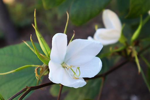ソシンカの花 ソシンカの花の写真