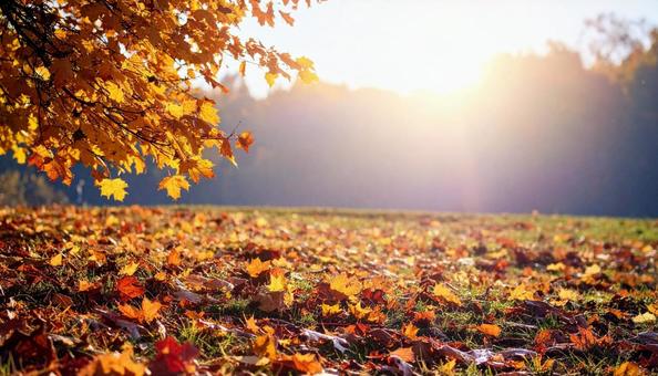 紅葉した落ち葉全面 紅葉した落ち葉全面の写真