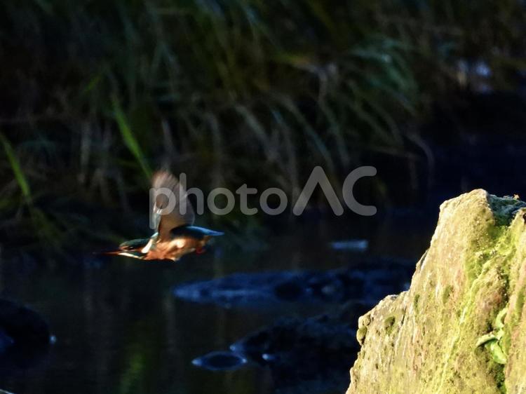 魚を狙い飛び立つカワセミ 鳥,野鳥,カワセミの写真素材