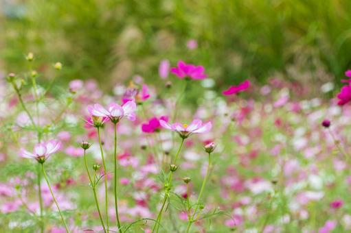 秋風に揺れるピンクのコスモス畑 秋風に揺れるピンクのコスモス畑 コスモス,花,秋の写真素材