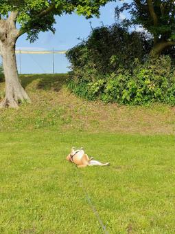 広場でゴロンする柴犬! 広場でゴロンする柴犬!の写真