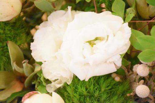 Photo, turkey powder, flower, flower material, 