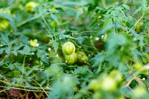 フウセンカズラの写真